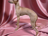 Italian Greyhound for sale in Meath - photo 1