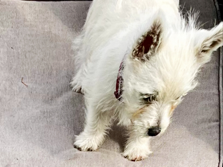 West Highland Terrier for sale in Westmeath - photo 1