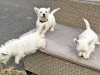 West Highland Terrier for sale in Westmeath - photo 2