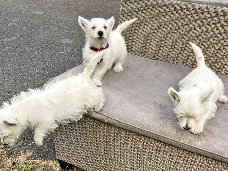 West Highland Terrier for sale in Westmeath - photo 2