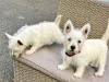 West Highland Terrier for sale in Westmeath - photo 3