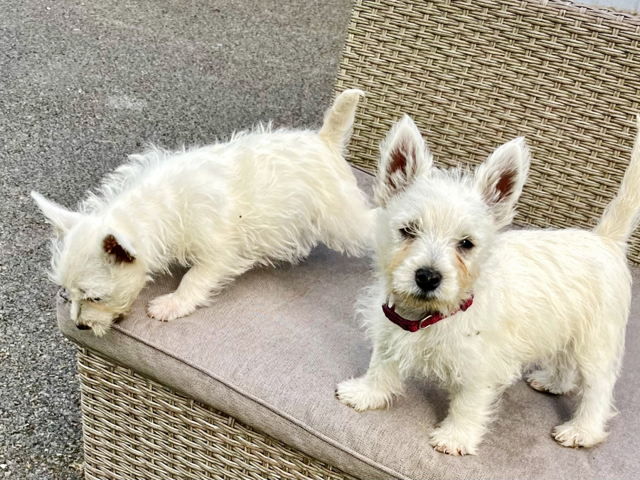 West Highland Terrier for sale in Westmeath - photo 3