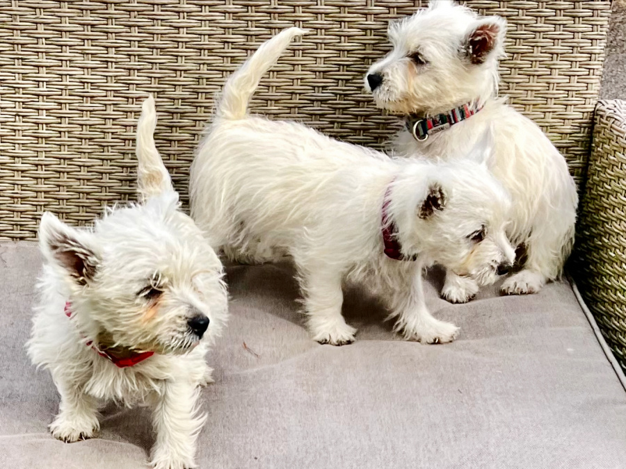 West Highland Terrier for sale in Westmeath - photo 4