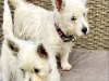 West Highland Terrier for sale in Westmeath - photo 5