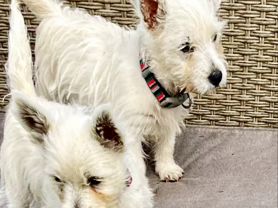 West Highland Terrier for sale in Westmeath - photo 5