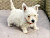 West Highland Terrier for sale in Westmeath - photo 6