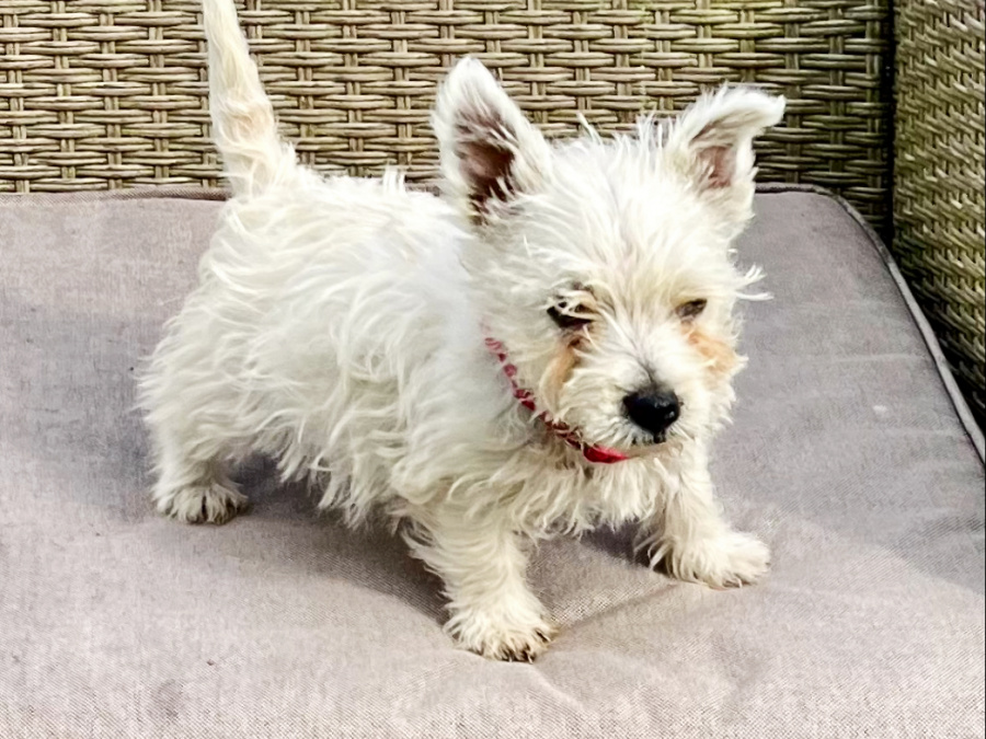 West Highland Terrier for sale in Westmeath - photo 6