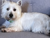 West Highland Terrier for stud in Westmeath - photo 1