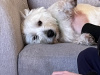 West Highland Terrier for stud in Westmeath - photo 2