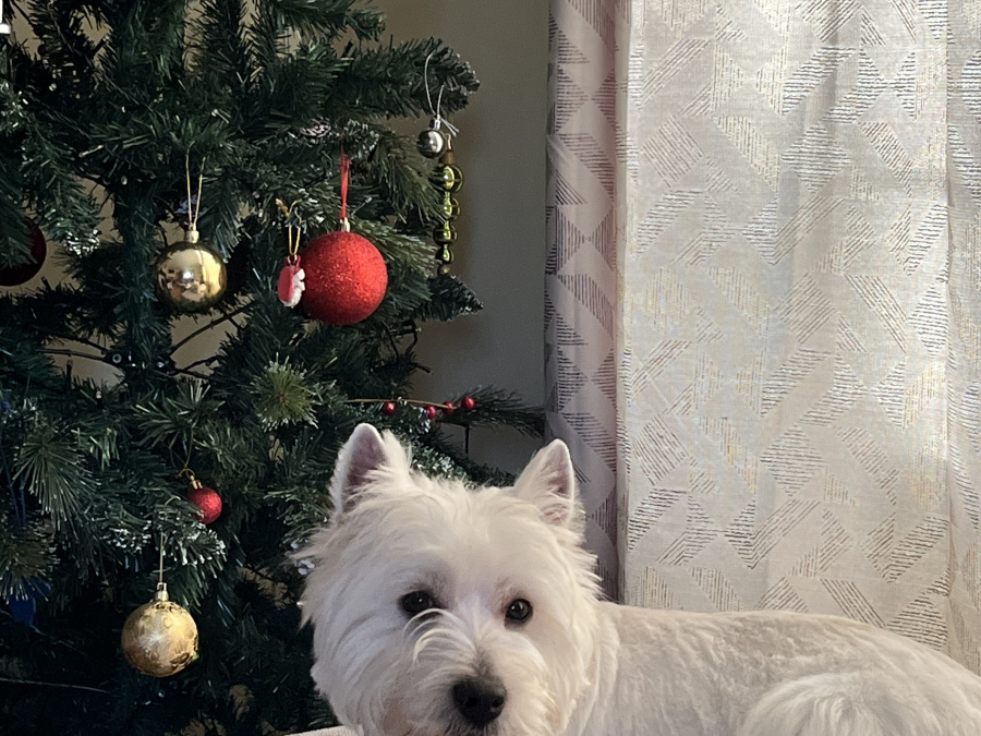 West Highland Terrier for stud in Westmeath - photo 3