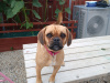 Pug for sale in Wicklow - photo 2