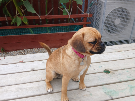 Cross pug beagle for sale