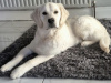 Golden Retriever for stud in Cavan - photo 1