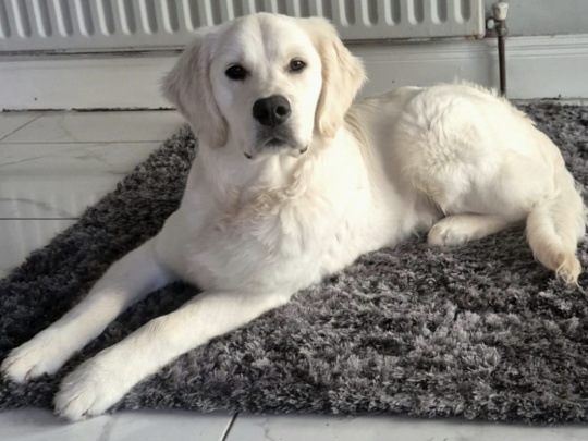 IKC Registered Golden Retriever for Stud in Cavan