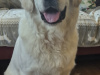 Golden Retriever for stud in Cavan - photo 2
