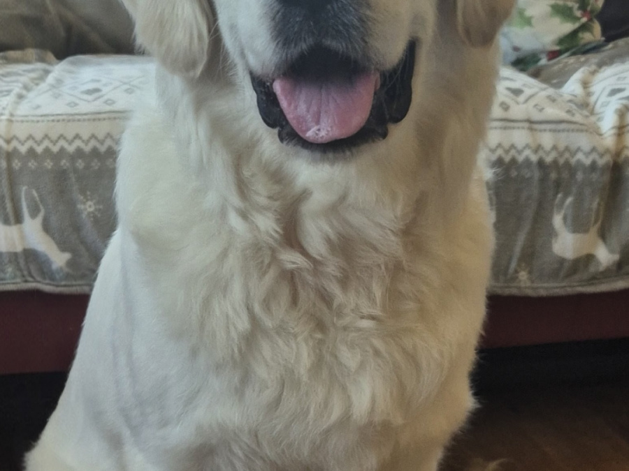 Golden Retriever for stud in Cavan - photo 2