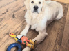 Golden Retriever for stud in Cavan - photo 3