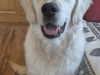 Golden Retriever for stud in Cavan - photo 4