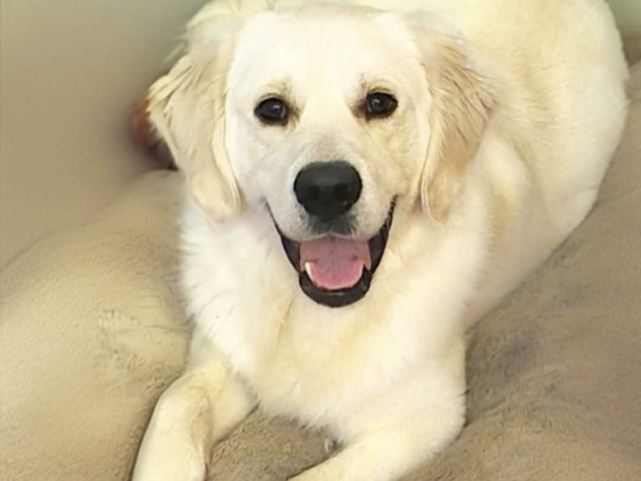 Golden Retriever for stud in Cavan - photo 5