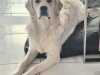 Golden Retriever for stud in Cavan - photo 6