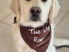 Golden Retriever for stud in Cavan - photo 8