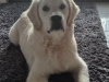 Golden Retriever for stud in Cavan - photo 9