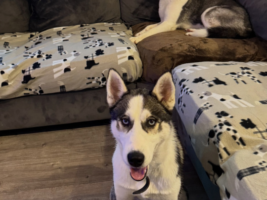 Siberian husky
