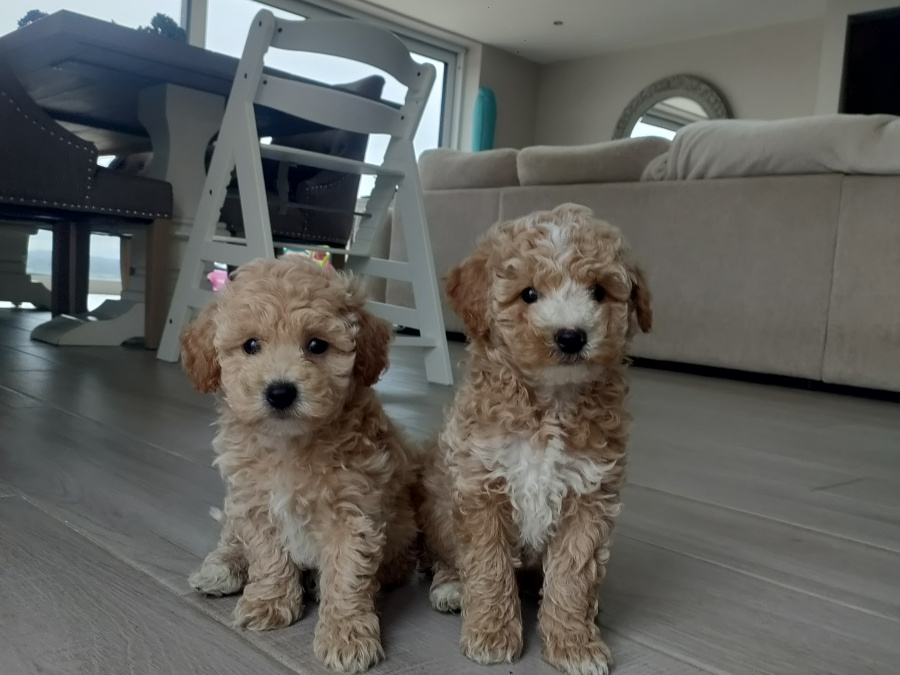 Poodle for sale in Kerry - photo 1