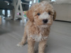 Poodle for sale in Kerry - photo 2