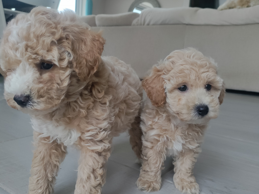 Poodle for sale in Kerry - photo 3