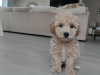 Poodle for sale in Kerry - photo 4