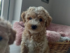 Poodle for sale in Kerry - photo 5