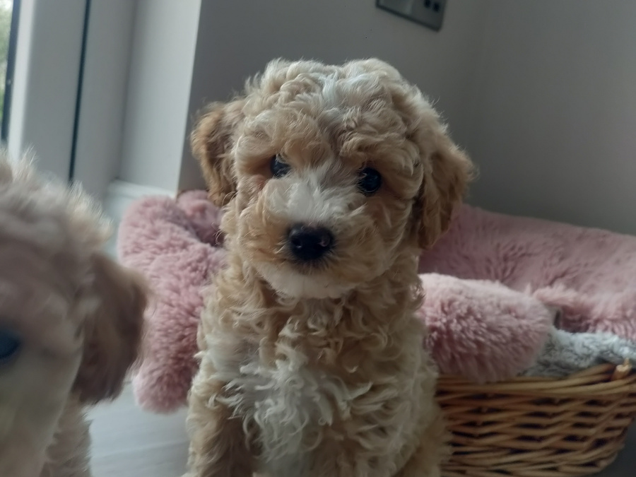 Poodle for sale in Kerry - photo 5