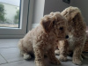Poodle for sale in Kerry - photo 6