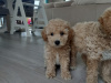 Poodle for sale in Kerry - photo 7