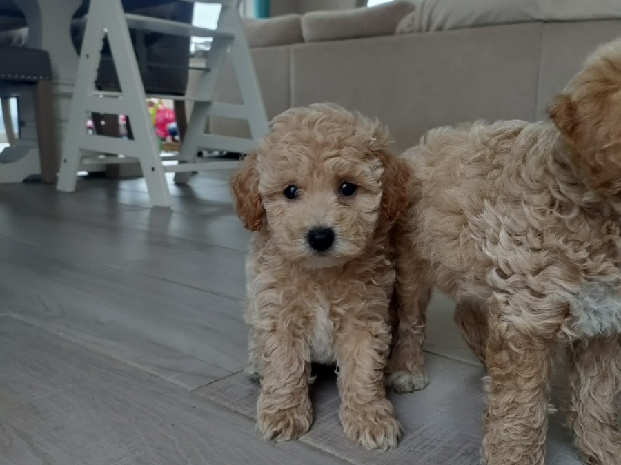 Poodle for sale in Kerry - photo 7