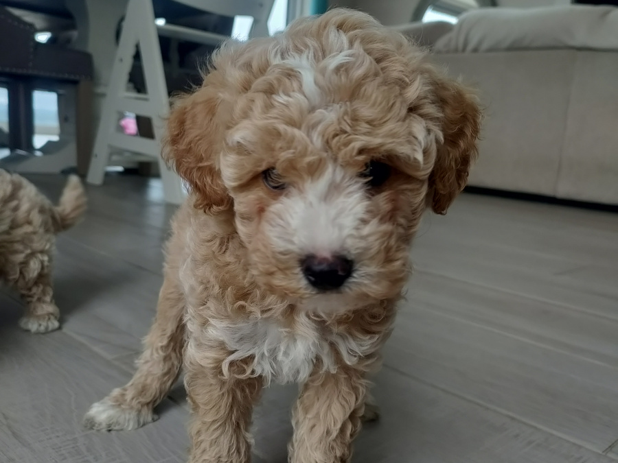 Poodle for sale in Kerry - photo 8