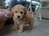 Poodle for sale in Kerry - photo 9