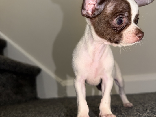 Purebred chihuahuas puppies for sale
