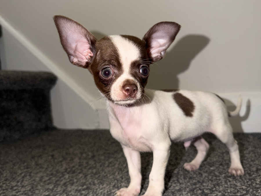 Chihuahua for sale in Kildare - photo 3