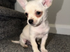 Chihuahua for sale in Kildare - photo 10