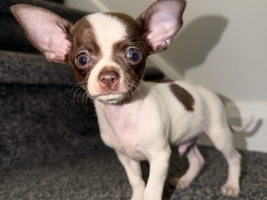 Chihuahua for sale in Kildare - photo 8