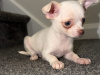 Chihuahua for sale in Kildare - photo 6