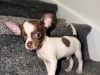 Chihuahua for sale in Kildare - photo 2