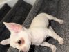 Chihuahua for sale in Kildare - photo 7