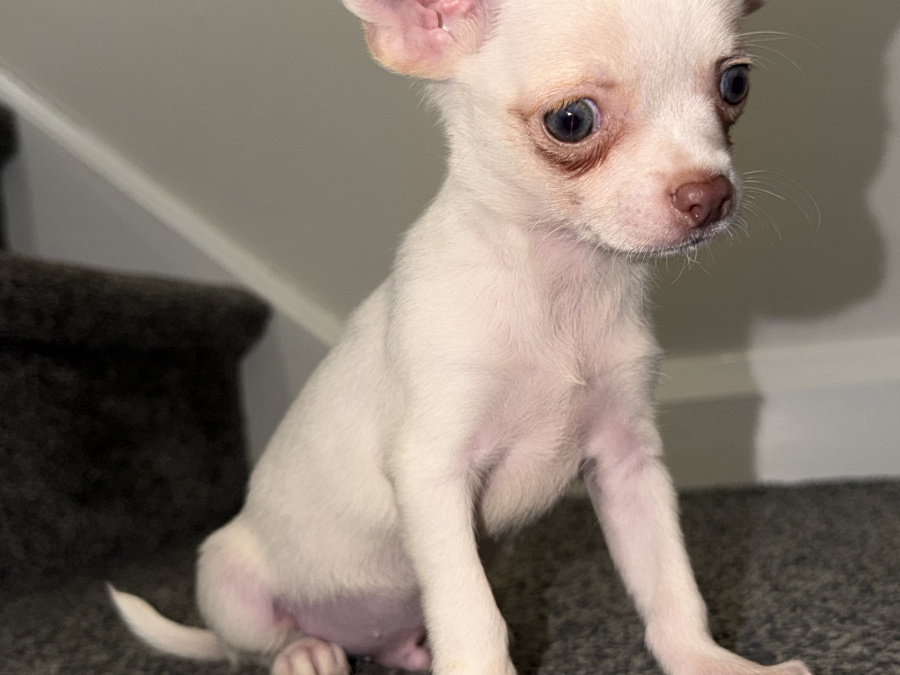 Chihuahua for sale in Kildare - photo 4
