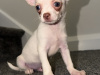 Chihuahua for sale in Kildare - photo 5