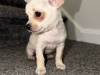 Chihuahua for sale in Kildare - photo 9