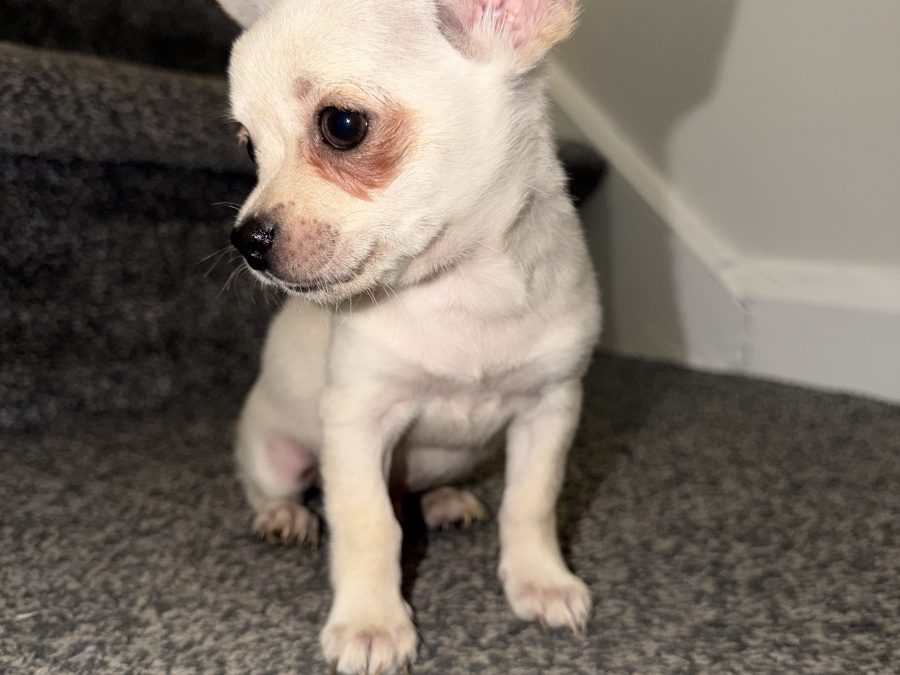 Chihuahua for sale in Kildare - photo 9