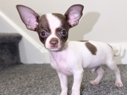 Purebred chihuahuas puppies for sale